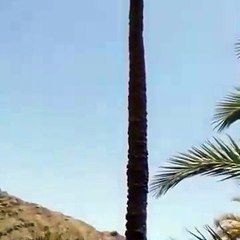 Une chèvre monte au sommet d’un palmier ! WOW