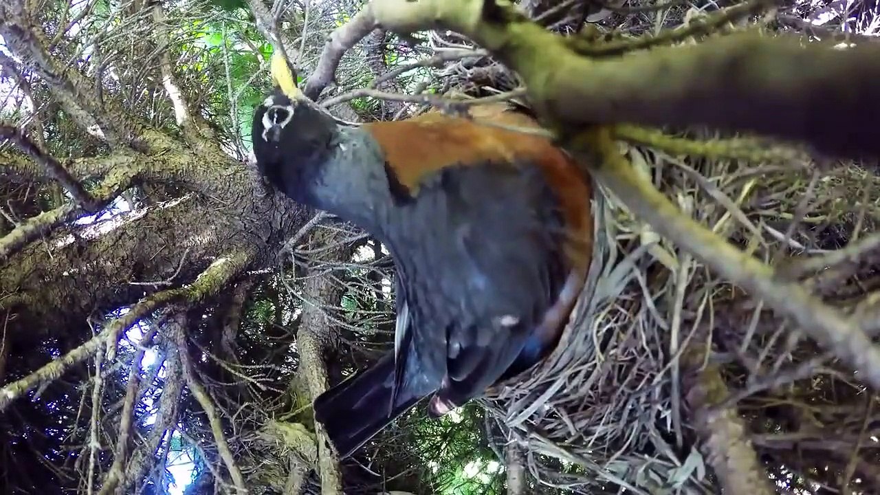 Un serpent gourmand se faufile dans le nid d'un oiseau !