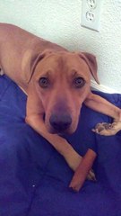 Recueilli depuis 1 an ce chien ne sait pas quoi faire d'un simple OS !