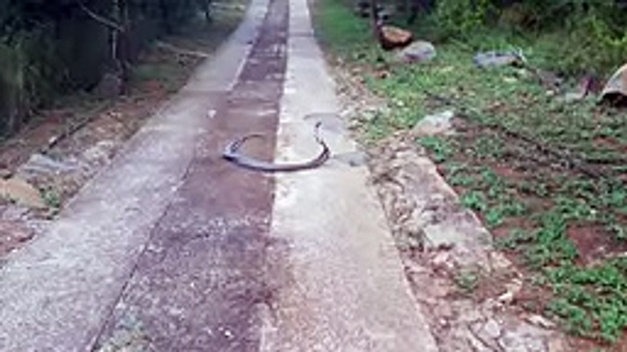 Crocodile Attacks Elephant at Watering Hole - YouTube