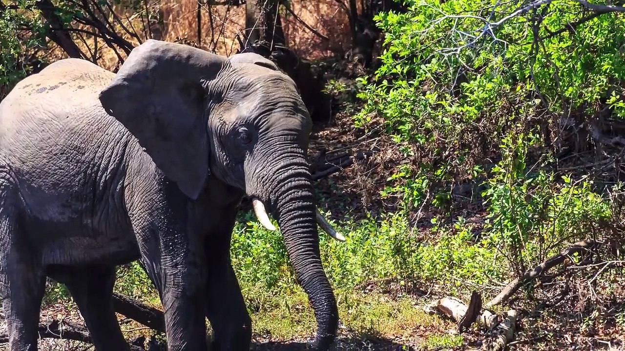 Crocodile Attacks Elephant at Watering Hole - YouTube