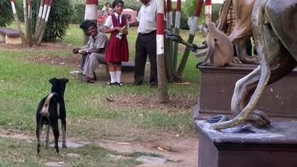 Dog vs Monkey LIVE Animal Instincts - YouTube