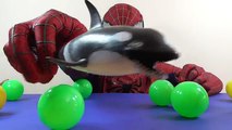 SpiderMan Unboxing Balls Surprise Toys Sea ANIMALS 2 ♥ Color Balls for Kids ♥ SpiderMan Re