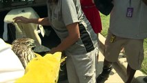 Hawk that Escaped Hurricane Harvey in a Taxi Released Back Into the Wild
