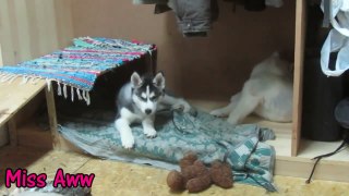 Husky Mom Playing With Her Puppies