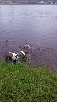Quand ton chien se fait un drôle d'ami dans l'eau... Crocodile