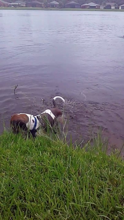 Quand ton chien se fait un drôle d'ami dans l'eau... Crocodile