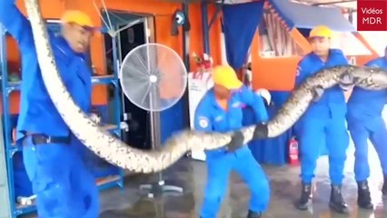 Voici le plus grand serpent du monde capturé en Malaisie