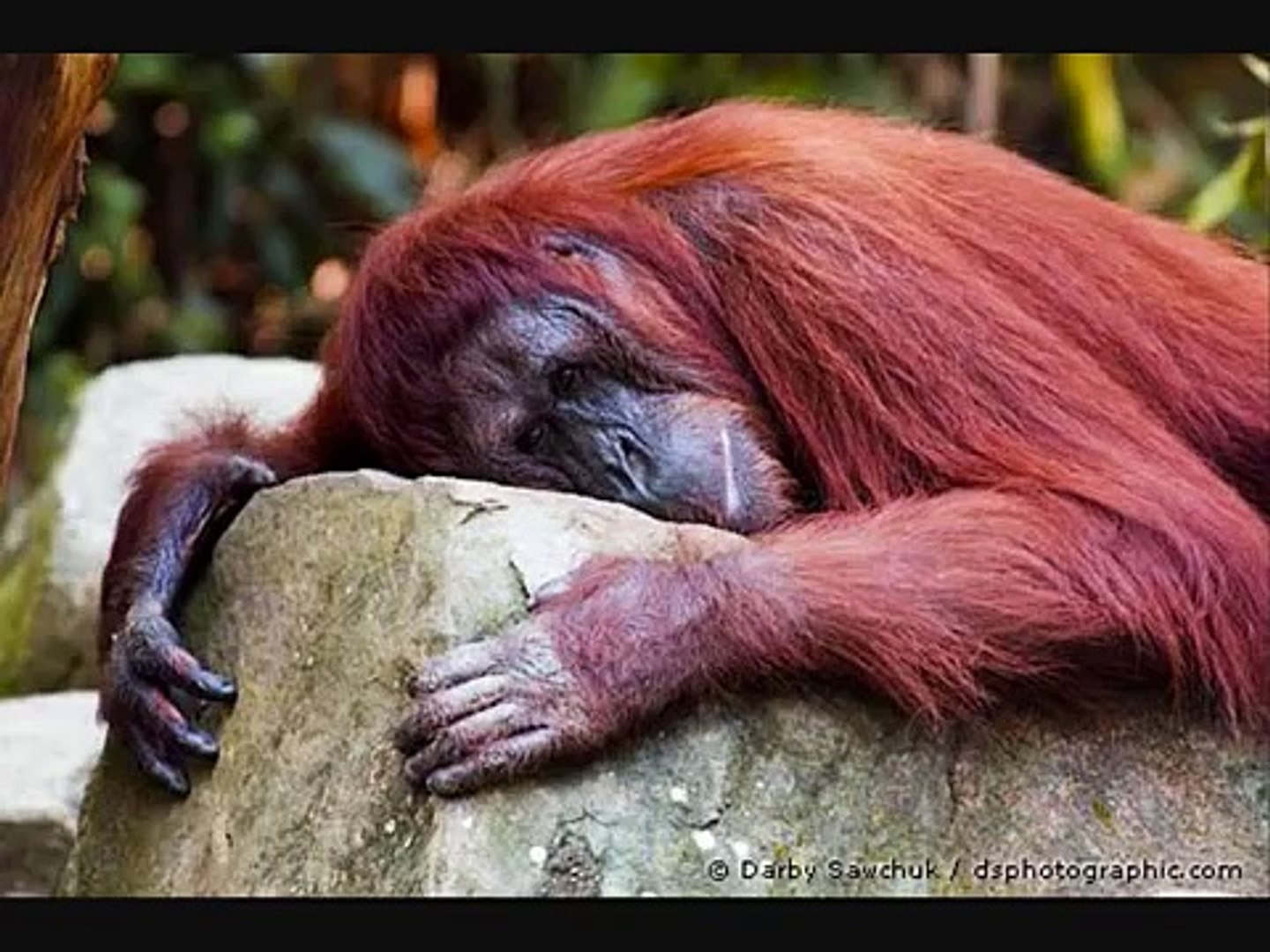 Save the Orangutan - Stop Palm Oil