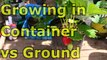 How to Grow Strawberries in Containers VS Ground