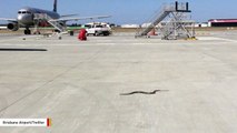 Snake Slithering Across A Tarmac Stopped By Airport Personnel