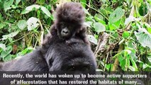 This Fearless Man Comforts A Gorilla Who Just Lost Her Dear Mom