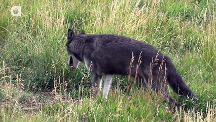 Wolf Pack Meets a Coyote!