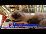 Penggemar Kucing? Wajib Berkunjung ke Rumah Kucing Jawa Barat- NET 12