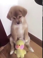 La adorable reacción de un perro a un tierno castigo