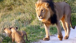 what this lion did with a fox truly defies nature