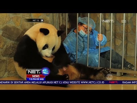 Perjuangan Induk Panda Melahirkan Bayi Kembar yang Menggemaskan - Net 12