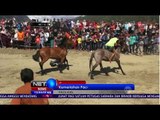 Kemeriahan Pacu Kuda di Aceh - Net 12