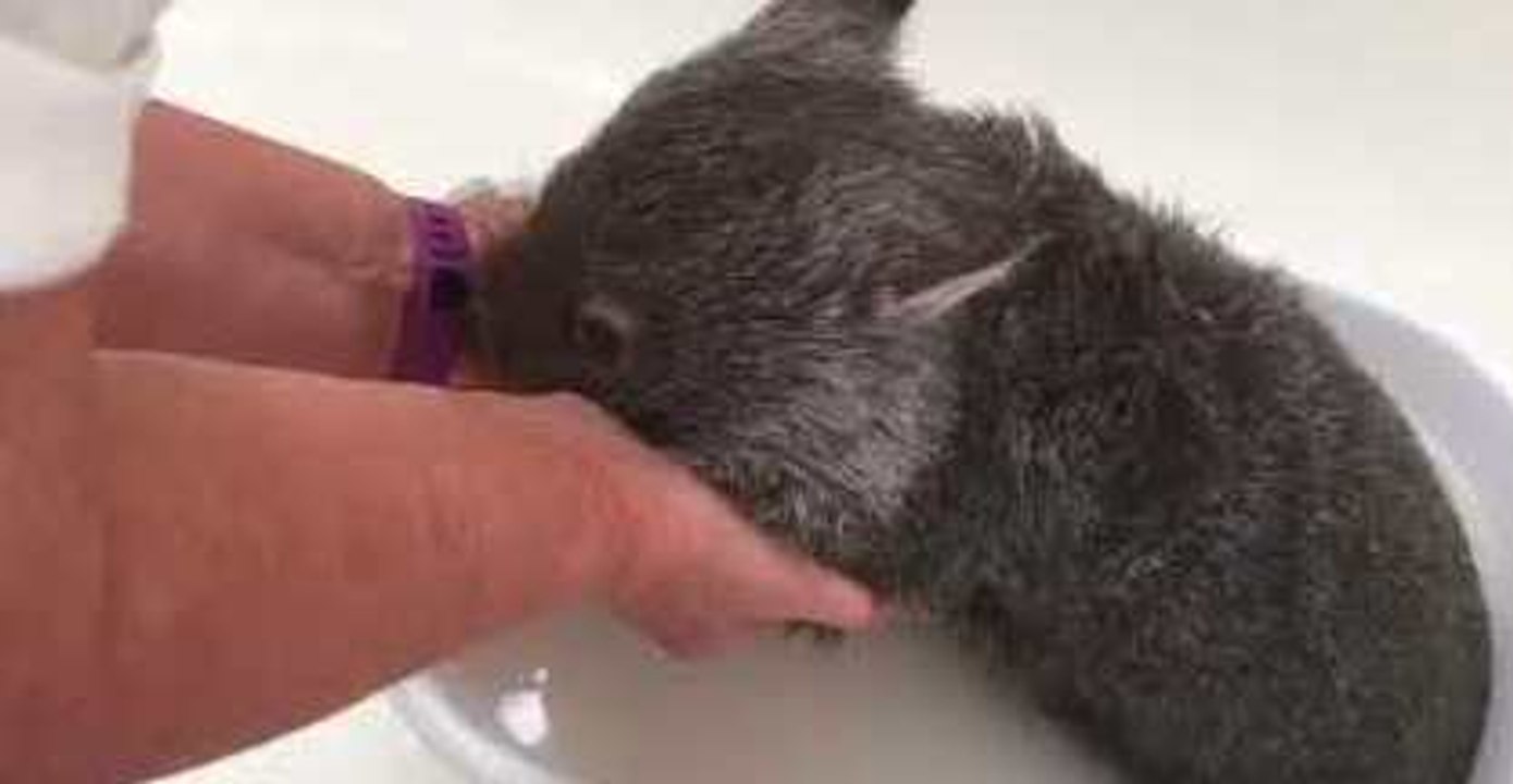 Unwell Wombat Joey Gets Bathed and Swaddled