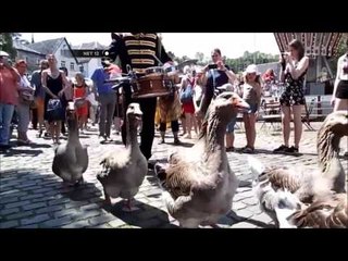 Aksi Unik Belasan Ekor Itik Berbaris Diiringi Pemusik - NET 12