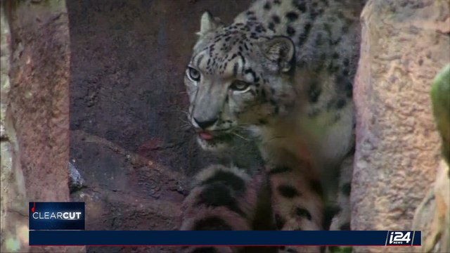 CLEARCUT | Asian snow leopard no longer endangered | Thursday, September 14th 2017