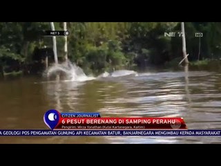5 Ekor Pesut Berenang di Perahu Wisata - Net 5