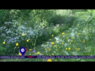 Bunga Liar Banyak Hiasi Pinggir Jalan di Swedia - Net 12