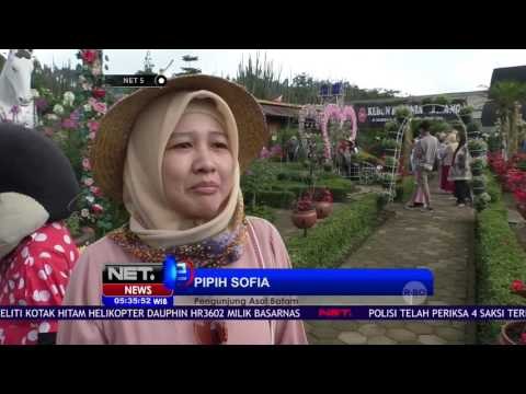 Segar dan Cantik Bunga yang Bermekaran di Kebun Bunga Begonia Lembang - Net 5