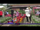 Warna Warni Keceriaan Berwisata di Begonia Lembang - Net 12
