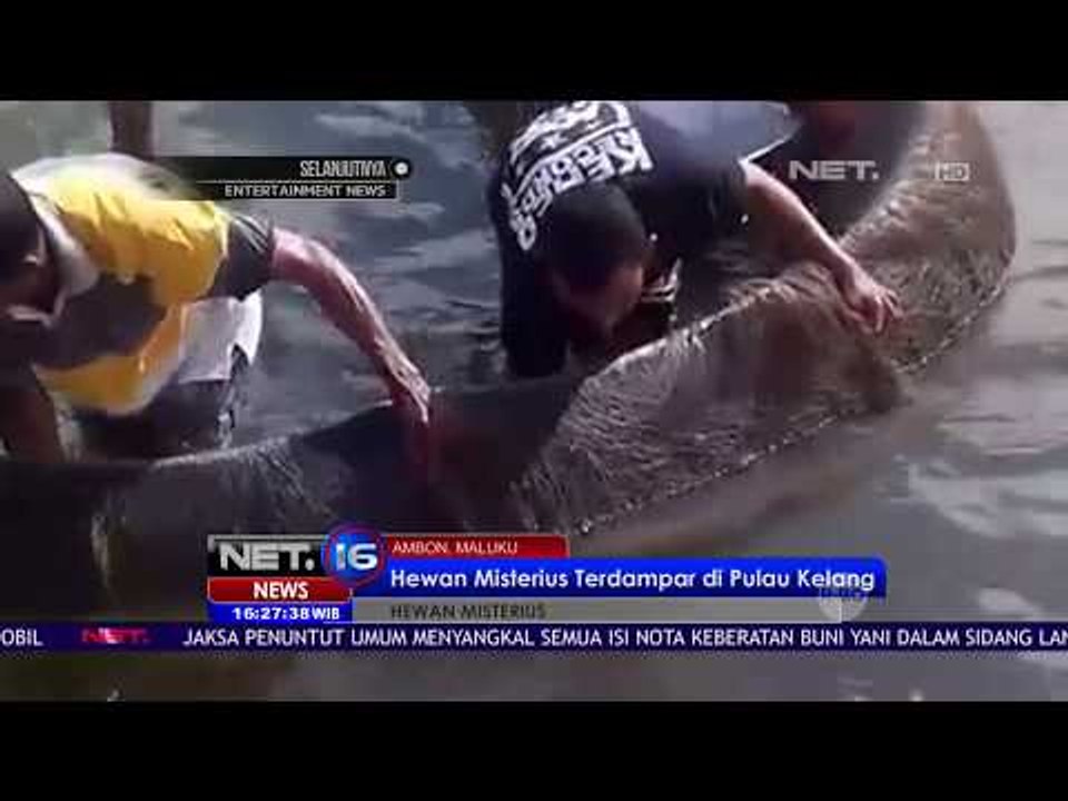 Hewan Misterius Terdampar di Pulau Kelang - NET16