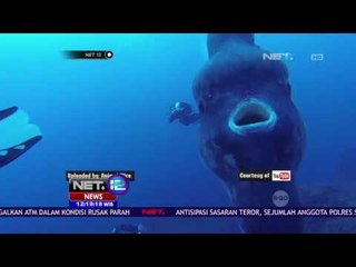 Sudah 3 Kali Ikan Mola - mola Terdampar - NET 12