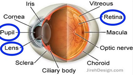 Why the Eye Exercises could cure your Myopia?