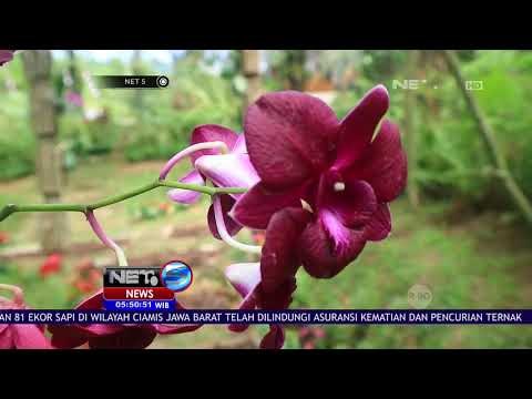 Hutan Anggrek Terbesar di Indonesia Dihiasi Beragam Anggrek Cantik Yang Memukau - Net 5