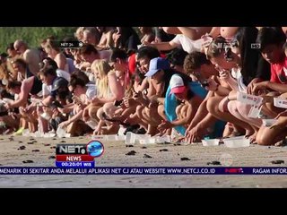 450 Ekor Tukik Dilepasliarkan Para Wisatawan Dalam dan Luar Negeri - Net 24