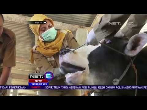 Petugas Periksa Kondisi Kesehatan Hewan Ternak - NET12