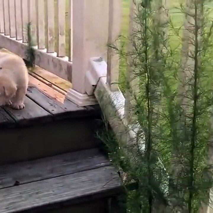 Cet adorable chiot était trop fatigué pour une balade