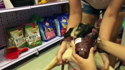 Hướng dẫn cách đeo rọ mõm cho chó