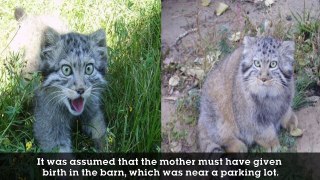 Farmer Discovers 4 Kittens In Barn But When They Grow He Realizes Theyre Not House Cats