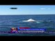 Migrasi Paus Putih ke Great Barrier Reef - NET12
