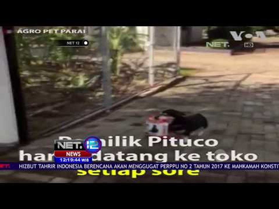 Seekor Anjing di Brazil Bisa Berbelanja - NET12