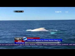 Paus Putih Migrasi ke Great Barrier Reef Australia - NET 5