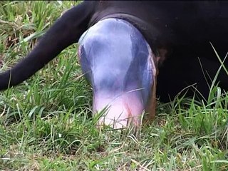 Parto en vaca, 2 de 2.wmv