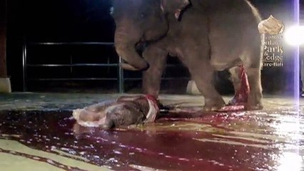 Elephant Birth in Bali (graphic)