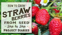 ★ How to: Grow Strawberries from Seed (A Complete Step by Step Guide)