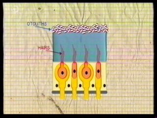 Otolitos en microgravedad: Sistema vestibular