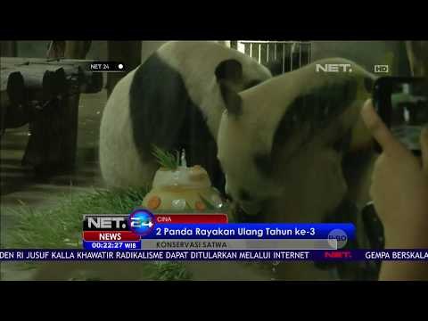 Ulang Tahun dan Kelahiran Panda di Cina - NET24