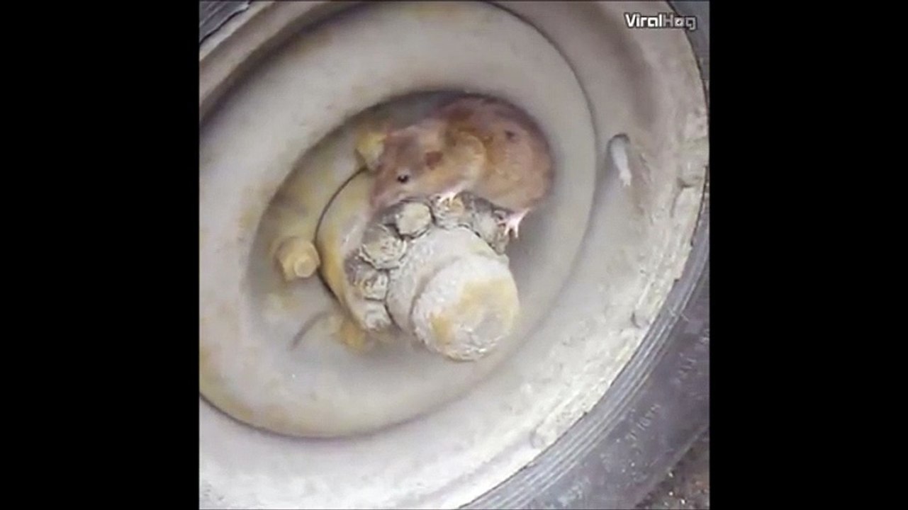 Intelligent Mice