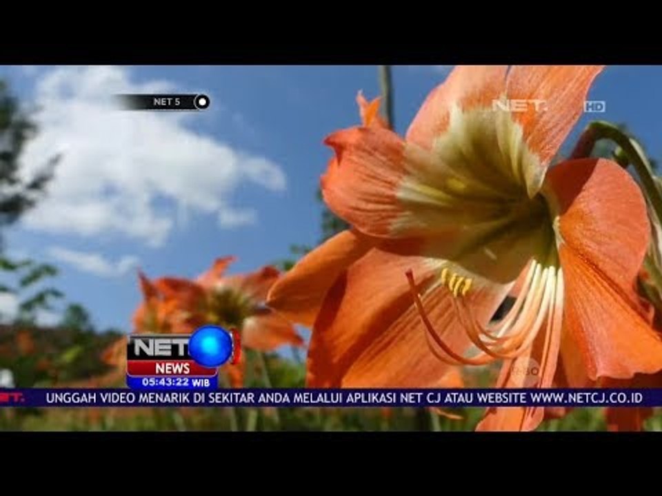 Bunga Amarilis Kembali Bermekaran - NET5