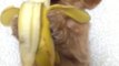Le chien le plus adorable de la journée qui mange sa banane... Trop chou