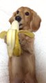 Le chien le plus adorable de la journée qui mange sa banane... Trop chou